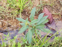 Ludwigia hyssopifolia