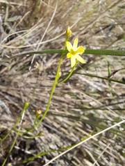 Tricoryne elatior