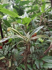 Bocconia frutescens