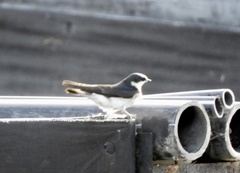 Tachycineta leucorrhoa