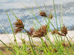 Cyperus polystachyos