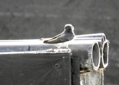 Tachycineta leucorrhoa