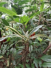 Bocconia frutescens