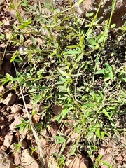 Tricoryne elatior