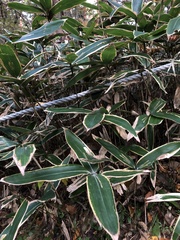 Pseudosasa japonica