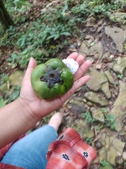 Diospyros nigra