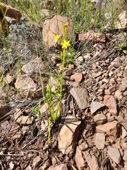 Bulbine glauca