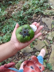 Diospyros nigra