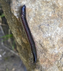 Ommatoiulus moreleti