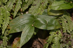 Tripladenia cunninghamii
