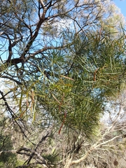 Acacia doratoxylon