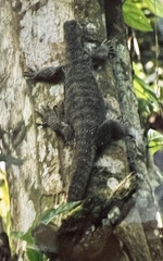 Varanus nebulosus