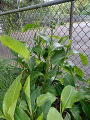 Canna indica