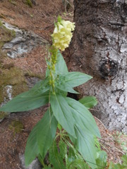 Digitalis lutea lutea