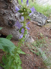 Campanula spicata