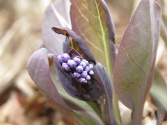 Mertensia virginica