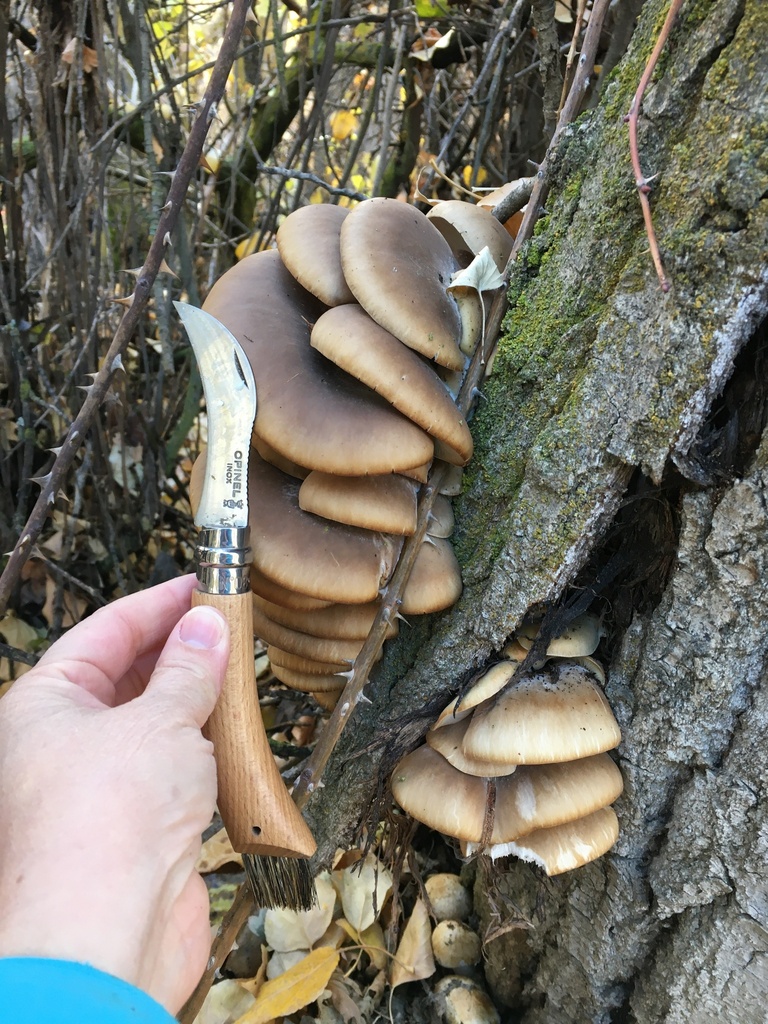 Oyster Mushroom in November 2022 by Krista Willmorth The FunGal
