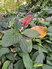 Odontonema cuspidatum