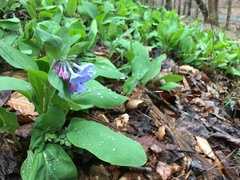 Mertensia virginica