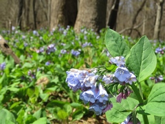 Mertensia virginica