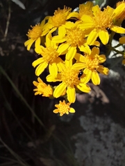 Senecio garlandii