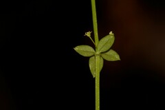 Galium leiocarpum