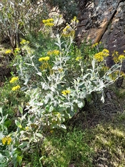 Senecio garlandii