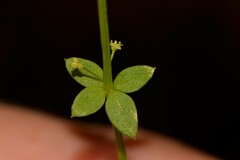 Galium leiocarpum