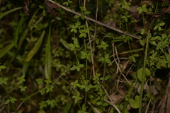 Galium leiocarpum