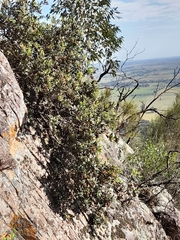 Grevillea floribunda
