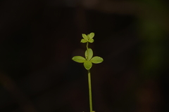 Galium leiocarpum