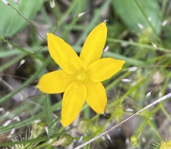 Hypoxis hygrometrica