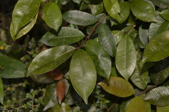 Syzygium australe