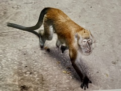 Macaca fascicularis