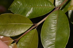 Syzygium australe