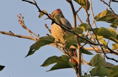 Colaptes auratus luteus × cafer