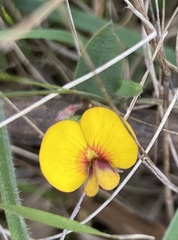 Bossiaea prostrata