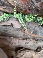 Asplenium flabellifolium