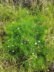 Brachyscome multifida
