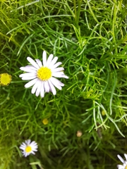 Brachyscome multifida