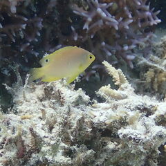 Pomacentrus amboinensis