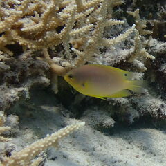 Pomacentrus amboinensis