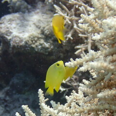 Pomacentrus moluccensis