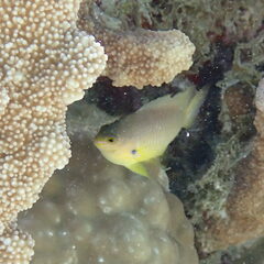 Pomacentrus amboinensis