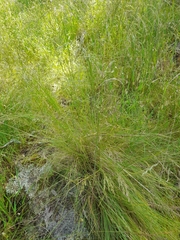 Poa sieberiana