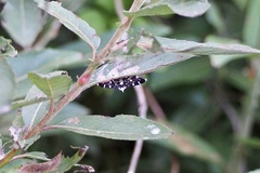 Bocchoris inspersalis