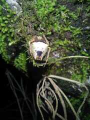 Parawixia