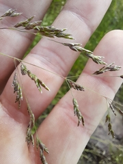 Poa sieberiana