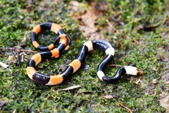 Oxyrhopus petolarius