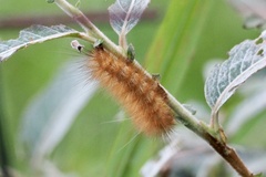 Spilarctia subcarnea